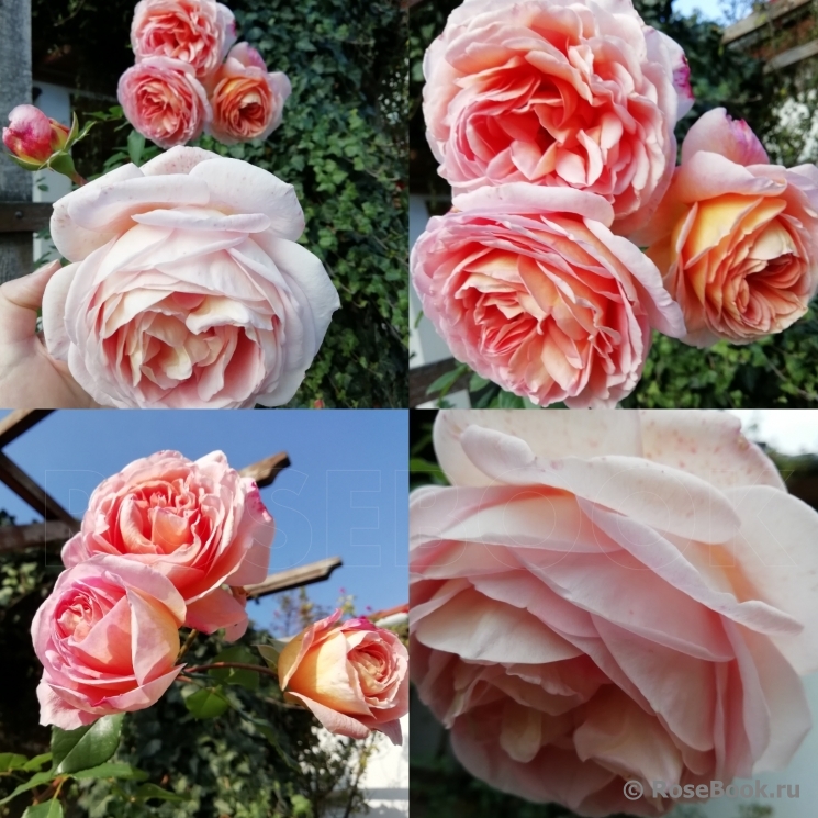 Abraham Darby