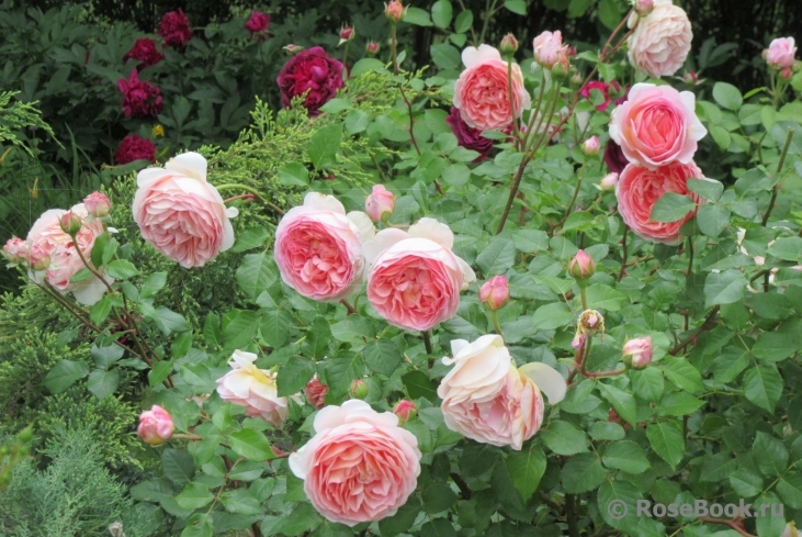 Abraham Darby