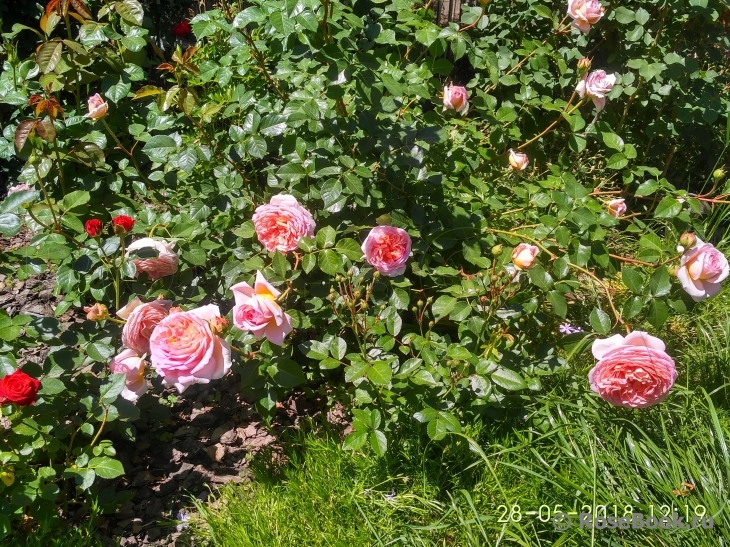 Abraham Darby