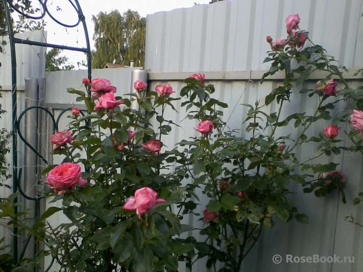 La Rose de Molinard ®