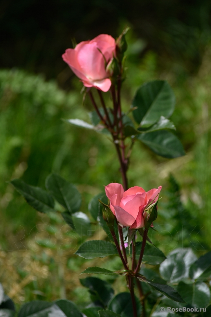 Jardins de France 