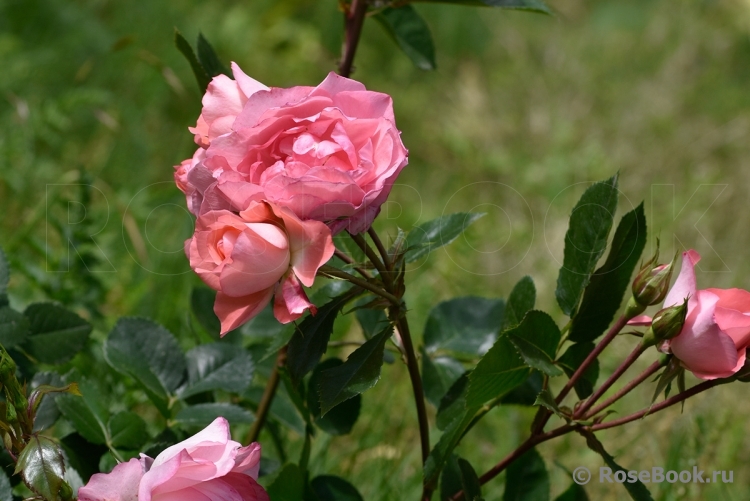 Jardins de France 