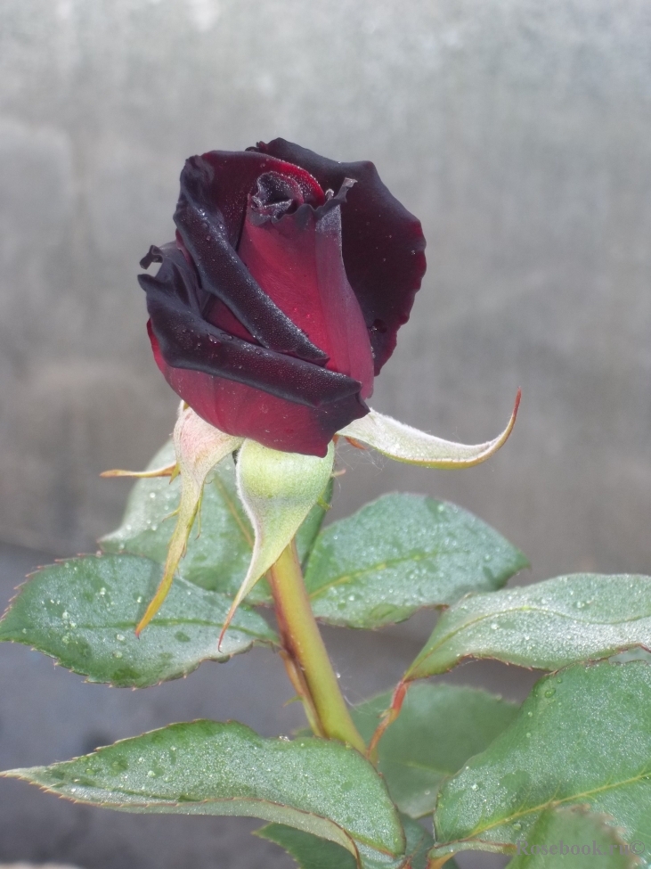 Black Baccara