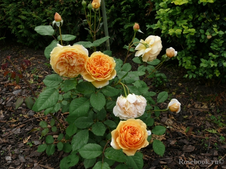 Crown Princess Margareta®