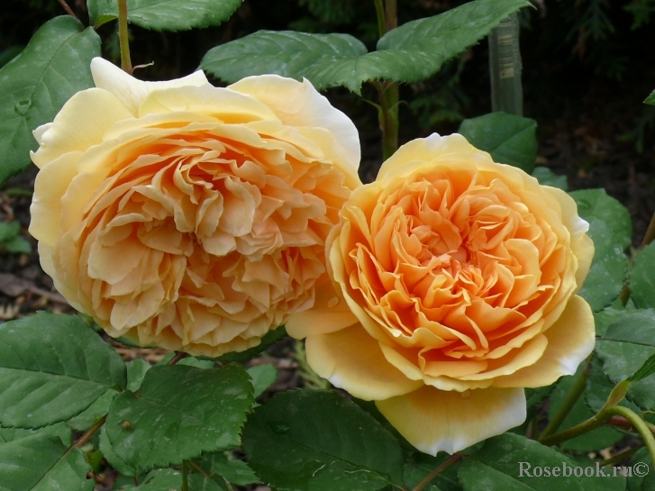 Crown Princess Margareta®