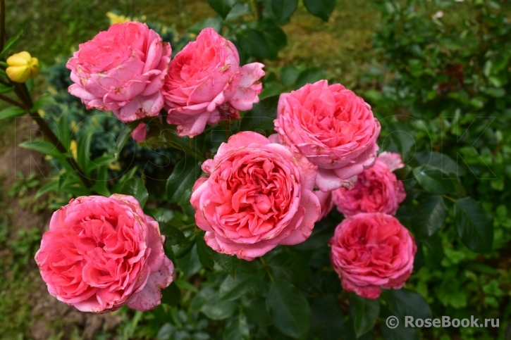 La Rose de Molinard ®