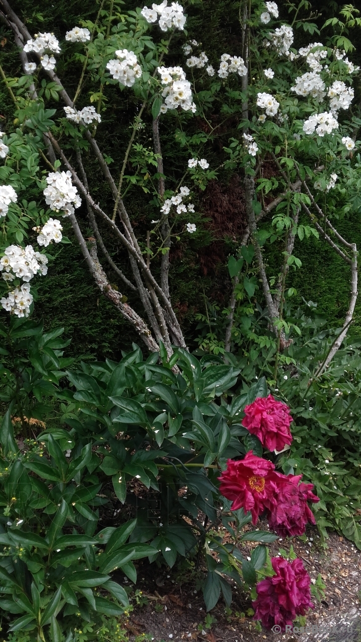 Rambling Rector 