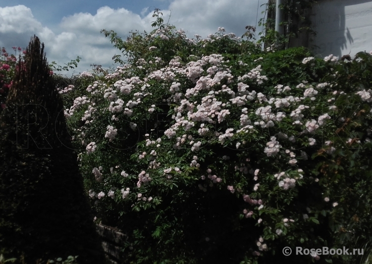 Dentelle de Malines