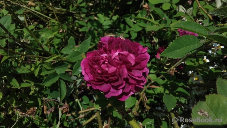 Provins bleu