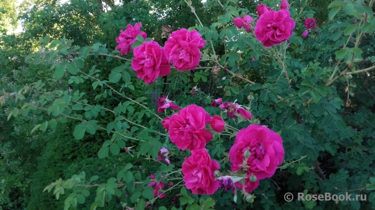 Cerise Bouquet