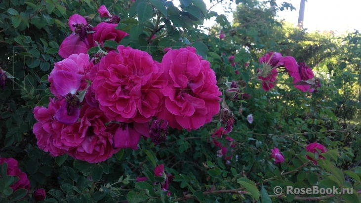 Cerise Bouquet