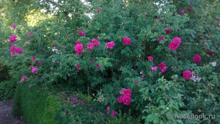 Cerise Bouquet