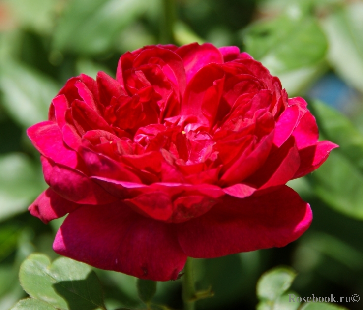 Darcey Bussell 