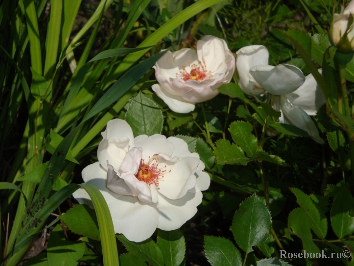 Jacqueline du Pre 