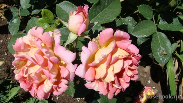 Rose des Cisterciens 