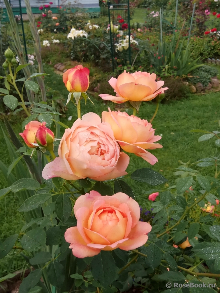 Lady of Shalott 