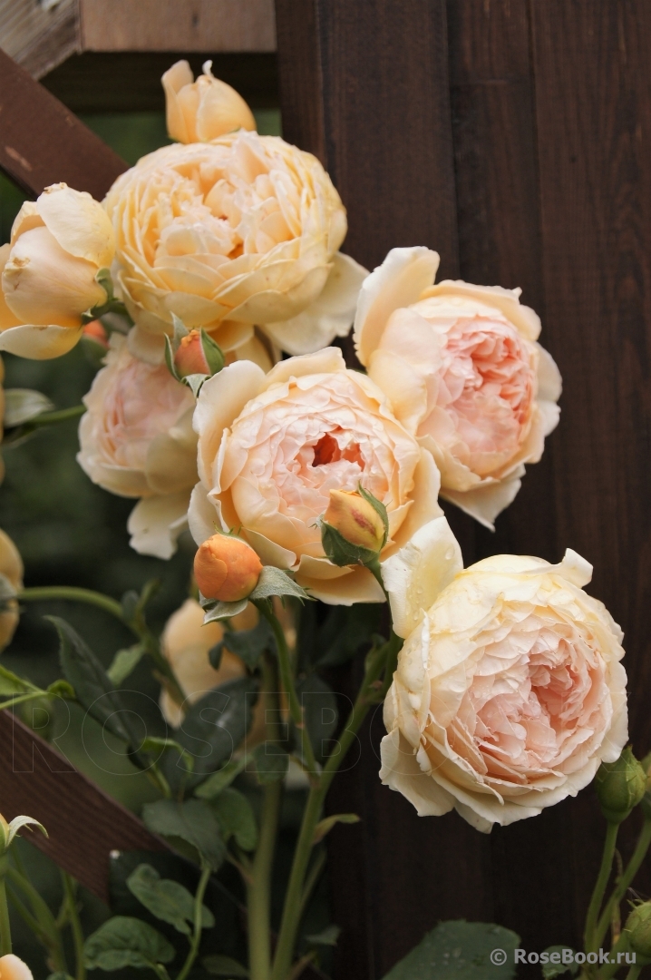 Crown Princess Margareta®