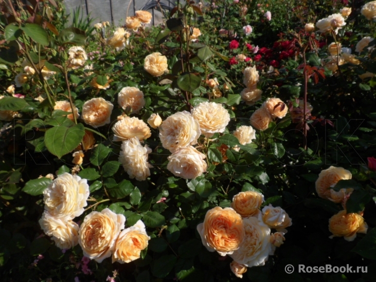 Crown Princess Margareta®