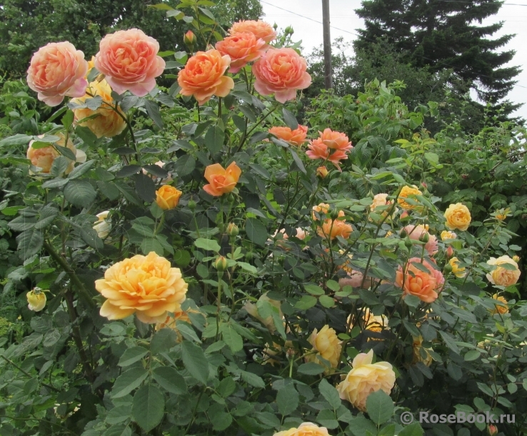 Lady of Shalott 