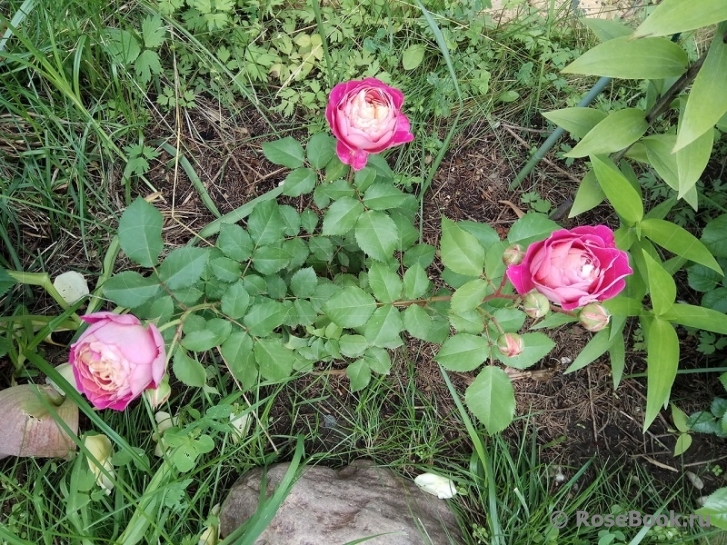 Centenaire de l'Haÿ-les-roses ®