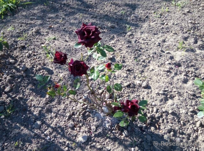 Black Baccara