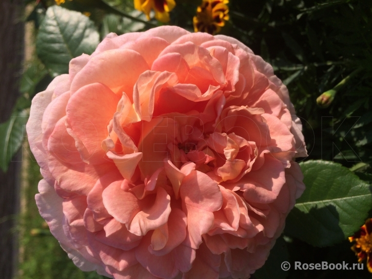 Abraham Darby