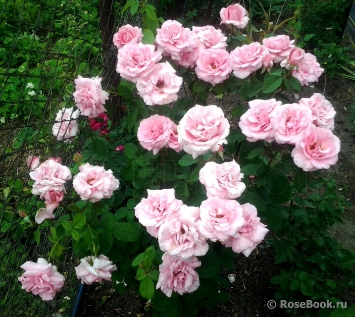 Jardins de Villandry