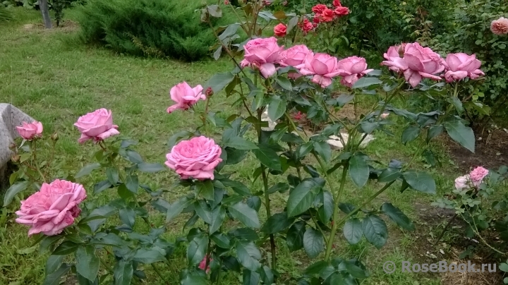 La Rose de Molinard ®