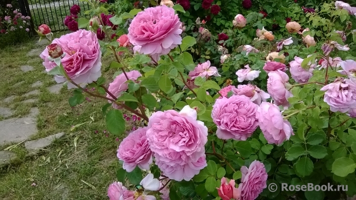 Princess Alexandra of Kent 