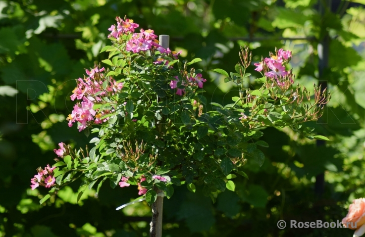 Fil des saisons 