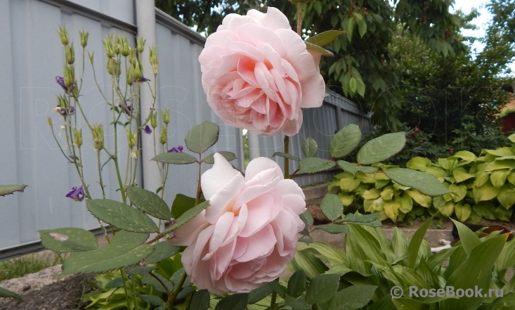 A Shropshire Lad