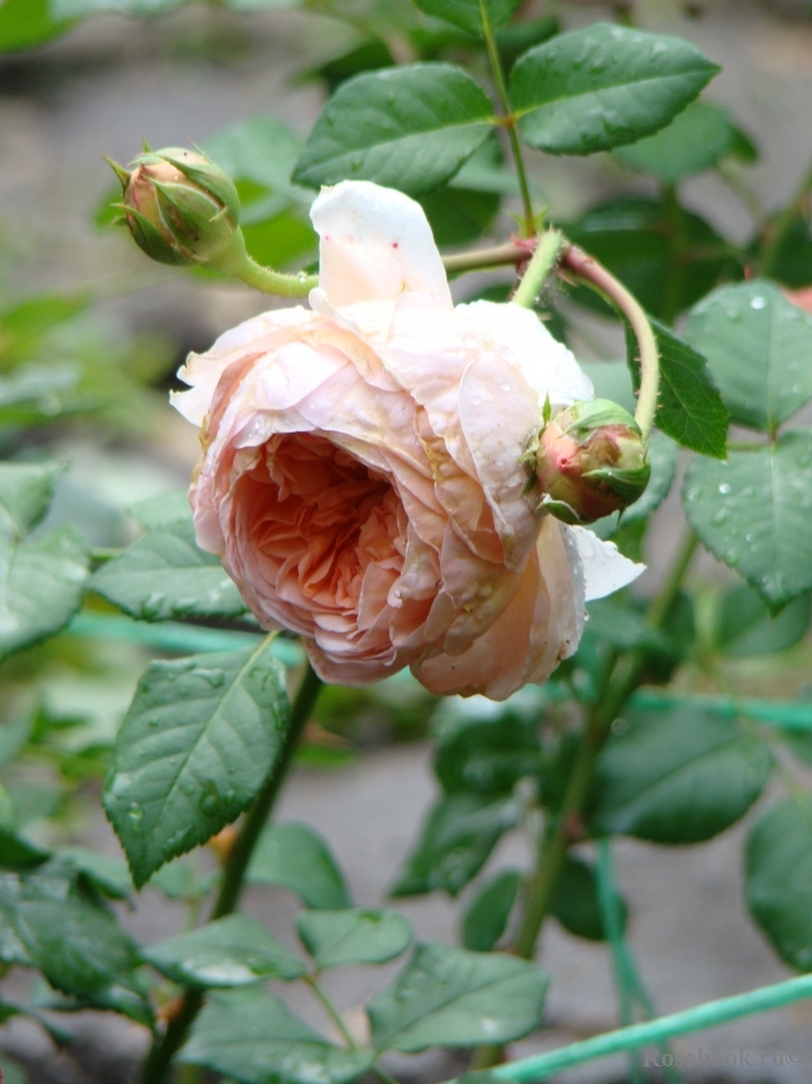 Abraham Darby