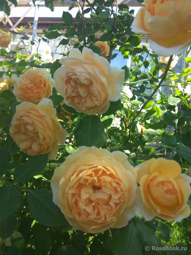 Crown Princess Margareta®