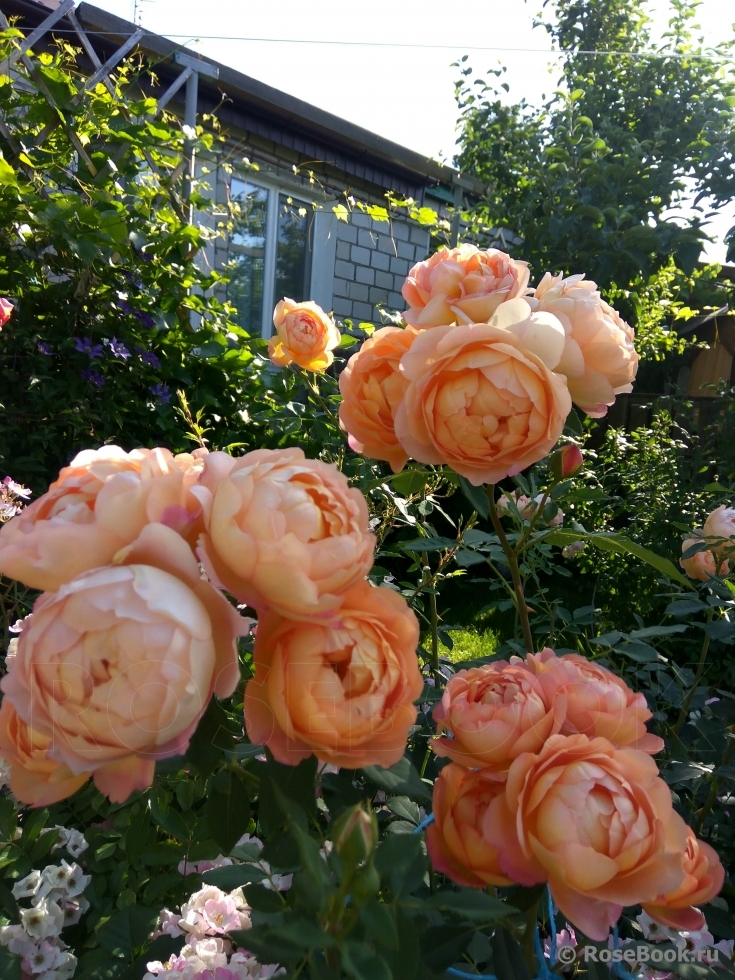 Lady of Shalott 