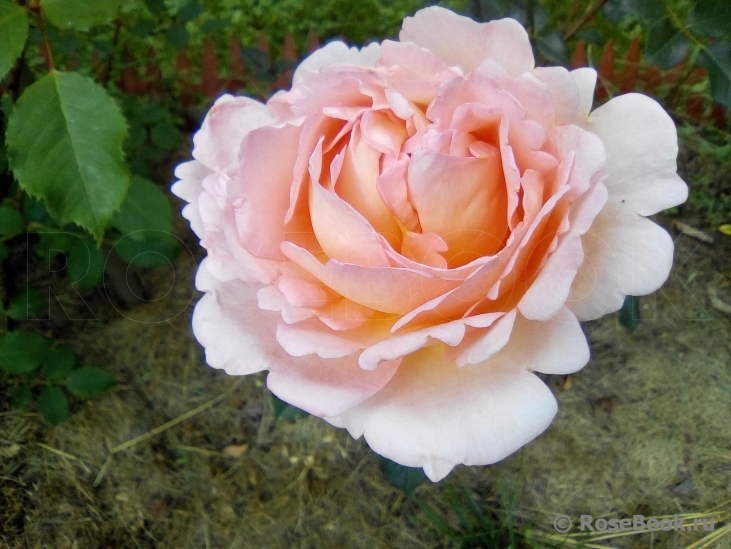 Abraham Darby