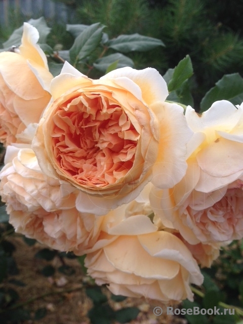 Crown Princess Margareta®