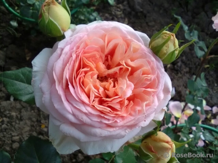 Abraham Darby