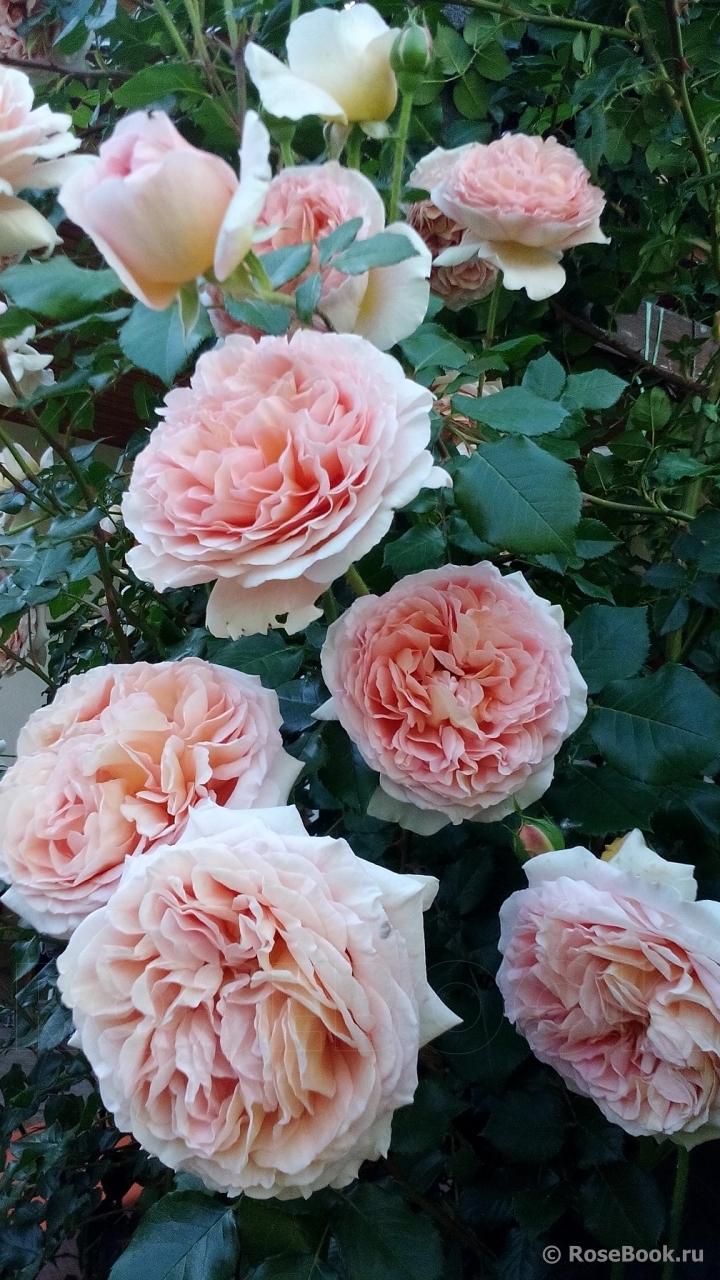 Abraham Darby