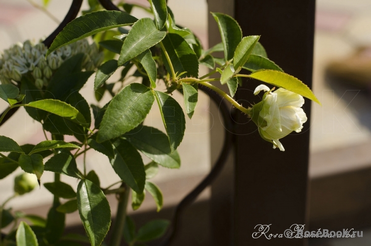 Rosa banksiae alba