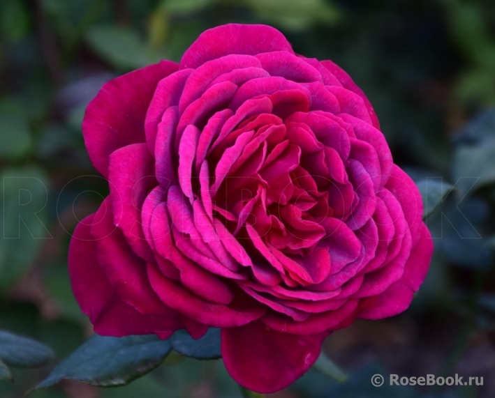 Johann Wolfgang von Goethe Rose®