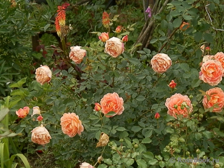 Lady of Shalott 