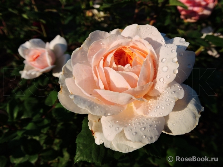 Crocus Rose® 