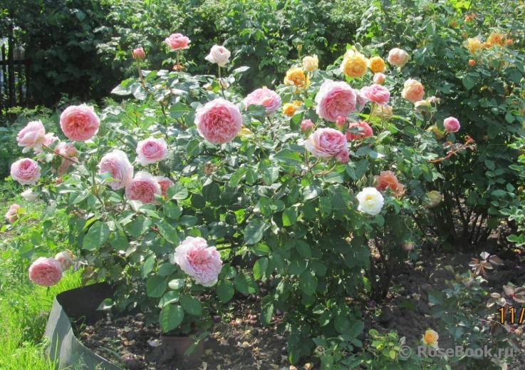 Abraham Darby