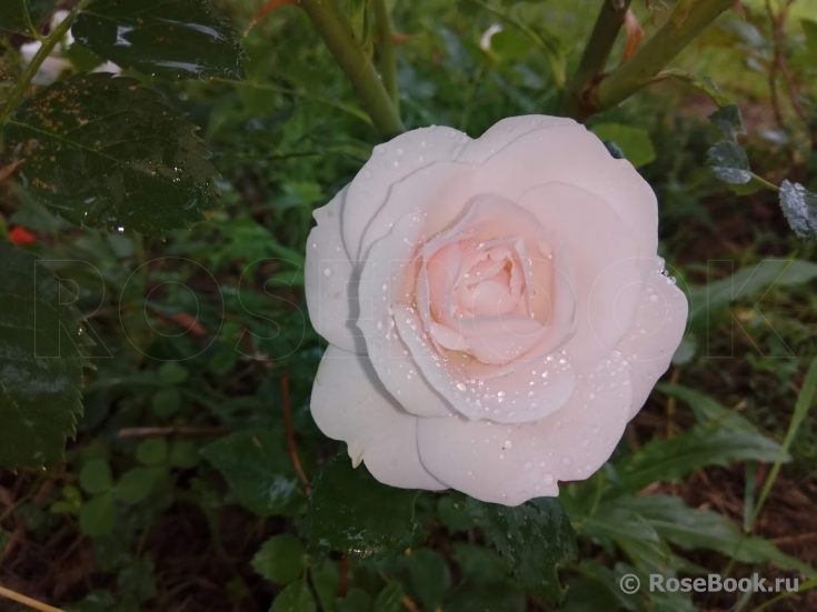 Aspirin Rose