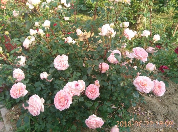 Abraham Darby