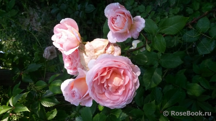 Abraham Darby