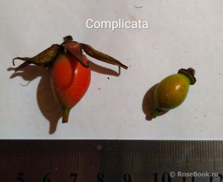 Complicata