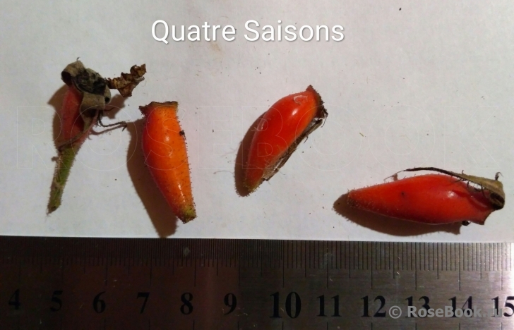 Quatre Saisons