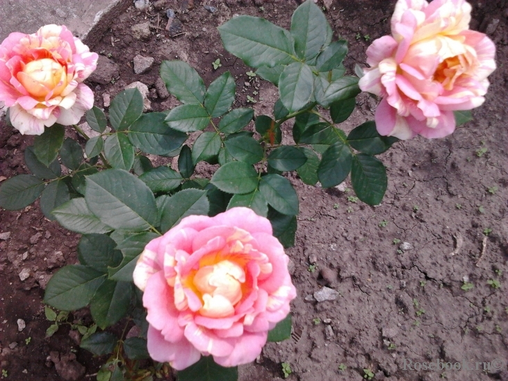 Rose des Cisterciens 