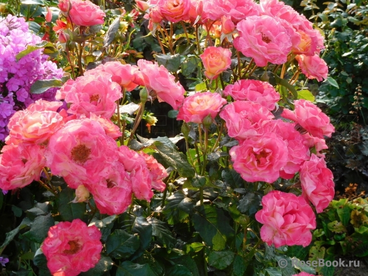 Marseille en Fleurs